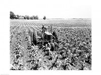 Farmer Driving Tractor in Field Poster Print showcasing agricultural life.