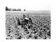 Farmer Driving Tractor in Field Poster Print showcasing agricultural life.