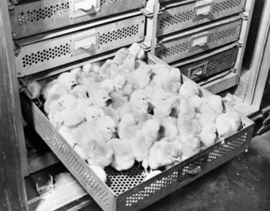 Chicks in hatchery poster print featuring adorable chicks in Pokomake City, Maryland.