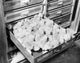 Chicks in hatchery poster print featuring adorable chicks in Pokomake City, Maryland.