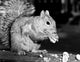 Close-up of a squirrel poster print, showcasing vibrant details and colors.