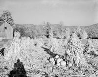 Corn stacks and pumpkins beside a barn in New Hampshire