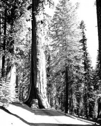 Sequoia tree with highway cut poster print from Yosemite National Park.