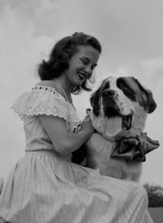 Young woman stroking a St. Bernard dog poster print.