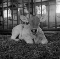 Brown Swiss Calf Poster Print showcasing a beautiful calf.