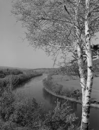 Birch trees on the Connecticut River poster print, Vermont landscape art.