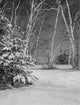 Birches and Pines with Fresh Snow Poster Print showcasing a winter landscape in New Hampshire.