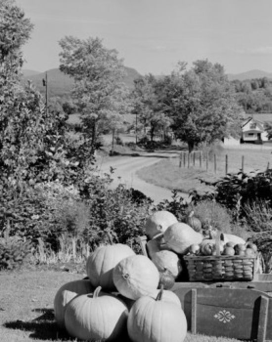Harvested pumpkins and apples in a rural Lancaster, New Hampshire scene poster print