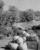 Harvested pumpkins and apples in a rural Lancaster, New Hampshire scene poster print