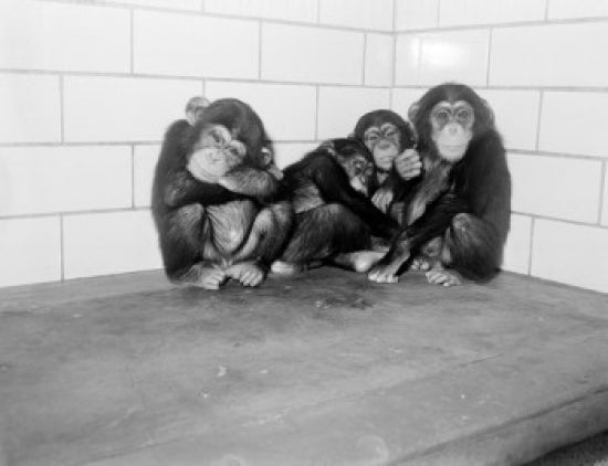 Common Chimpanzees relaxing at Bronx Zoo poster print.
