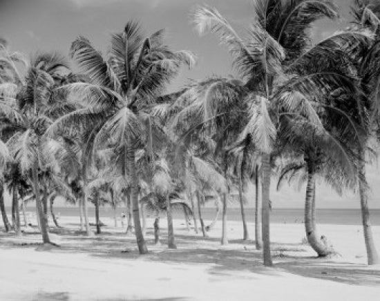 Key Biscayne Beach with Palm Trees Poster Print showcasing Miami's tropical beauty.