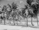 Key Biscayne Beach with Palm Trees Poster Print showcasing Miami's tropical beauty.