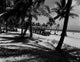 Tourist train surrounded by palm trees at Crandon Park in Key Biscayne, Florida poster print.
