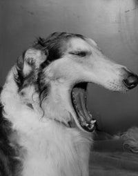 Dog Yawning Poster Print featuring a cute dog in a relaxed pose.