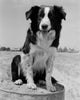 Angus Sheep Dog Poster Print showcasing a loyal dog in a vibrant setting.