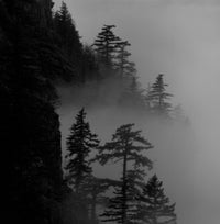 Columbia River Gorge trees in fog poster print
