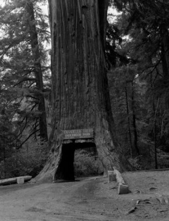 Chandelier Tree poster print from Underwood State Park, USA