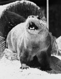 Charming Otter Barking Poster Print showcasing playful otters.