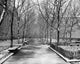 Bare trees in Bryant Park, Manhattan poster print showcasing winter beauty.