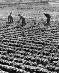 Three Farmers in a Cabbage Field Poster Print featuring vibrant agricultural scene.
