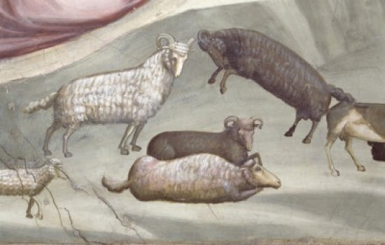 Joachim's Sacrifice - Detail C.1305-13 by Giotto Fresco Poster Print