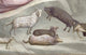 Joachim's Sacrifice - Detail C.1305-13 by Giotto Fresco Poster Print
