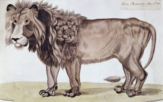 The King of the Beasts Poster Print by Felix Dogherty, 19th Century American Art