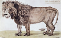 The King of the Beasts Poster Print by Felix Dogherty, 19th Century American Art