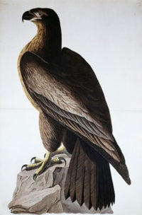 Great American Sea Eagle Poster Print by John James Audubon