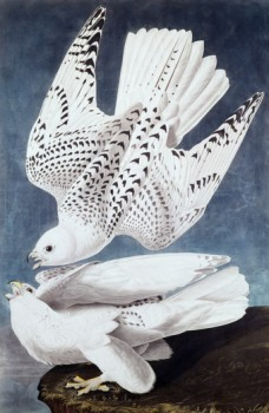 Iceland or Jer Falcon Art Print by John James Audubon on premium paper.
