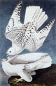 Iceland or Jer Falcon Art Print by John James Audubon on premium paper.
