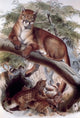 Puma Poster Print showcasing the beauty of wildlife art.