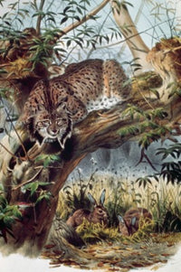 Spanish Lynx Poster Print showcasing the beauty of wildlife art.