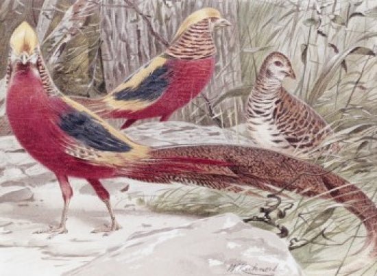 Gold Pheasant Poster Print by Wilhelm Kuhnert showcasing vibrant colors and detailed artwork.