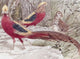Gold Pheasant Poster Print by Wilhelm Kuhnert showcasing vibrant colors and detailed artwork.