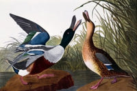 Shoveller Duck lithograph print by John James Audubon featuring male and female ducks.