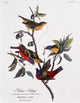 Painted Bunting Art Print by John James Audubon showcasing vibrant colors.