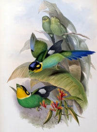 Dalhousies Eurylaime art print by John Gould showcasing vibrant colors.