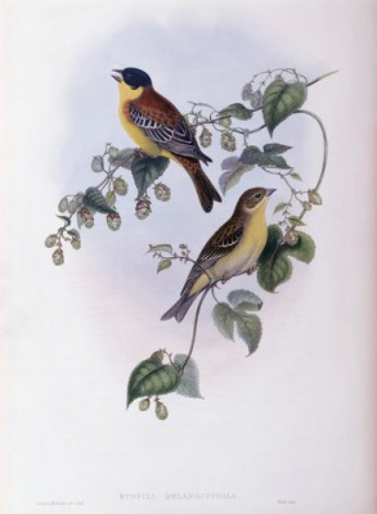 Black Headed Bunting fine art print by John Gould showcasing vibrant colors and intricate details.