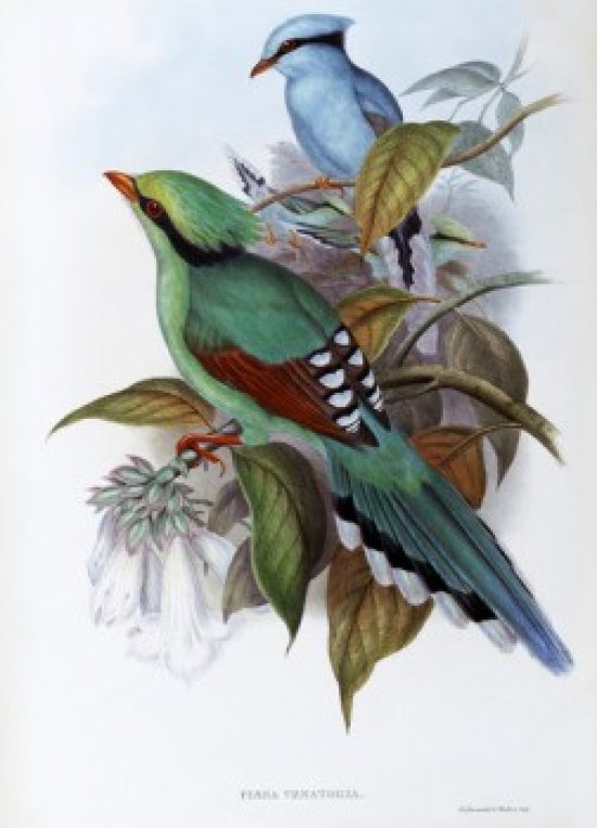 Hunting Cissa art print by John Gould showcasing colorful bird illustration