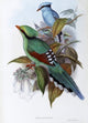 Hunting Cissa art print by John Gould showcasing colorful bird illustration