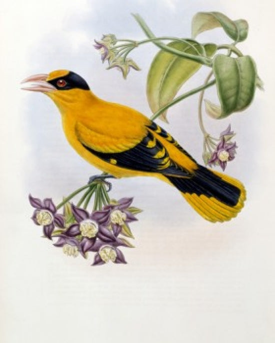 Broderip's Oriole lithograph poster print by John Gould