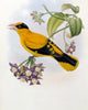 Broderip's Oriole lithograph poster print by John Gould
