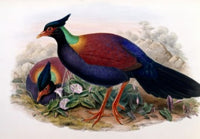Otidiphaps poster print by John Gould featuring vibrant bird art.