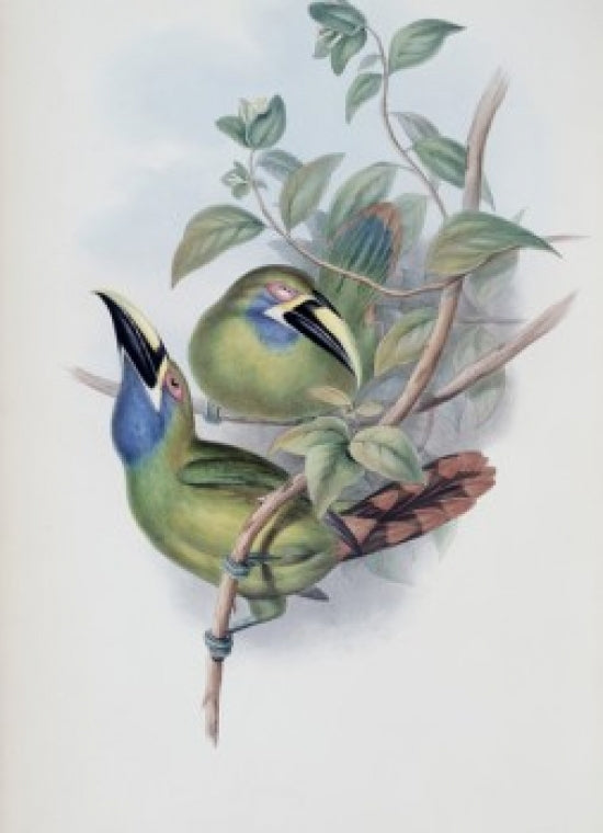 Blue-throated Groove-bill Toucan Poster Print showcasing vibrant colors.