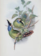 Blue-throated Groove-bill Toucan Poster Print showcasing vibrant colors.