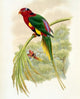 Papuan Lorikeet fine art print by John Gould, colorful bird artwork