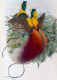 Red Bird of Paradise poster print by John Gould showcasing vibrant colors and intricate details.