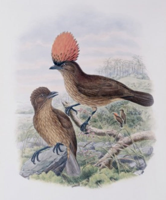 Orange-Crested Bowerbird Art Print by John Gould