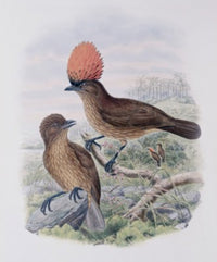 Orange-Crested Bowerbird Art Print by John Gould